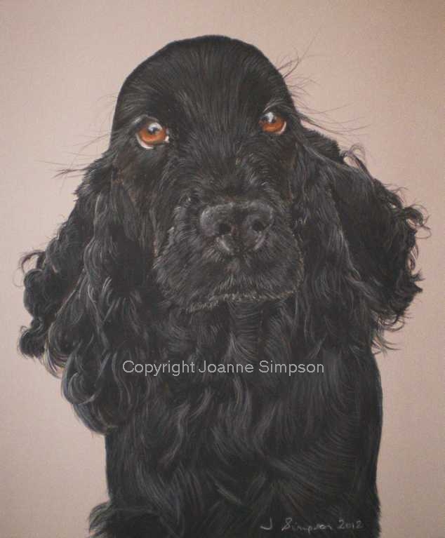 Black English Cocker Spaniel portrait by Joanne Simpson.